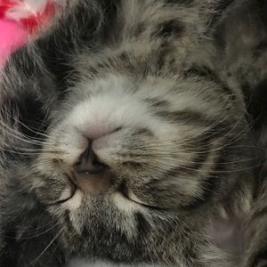 Meet your Posher, Saige